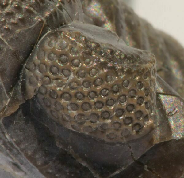 Faceted eye of the trilobite Eldredgeops rana crassituberculata of Ohio.